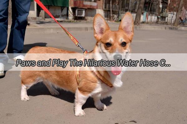 Paws and Play The Hilarious Water Hose Chase That Turned a Garden into a Canine Carnival